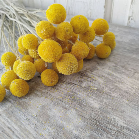Billy Balls - Natural Gold -Dried - 3 oz - sola wood flowers wholesale