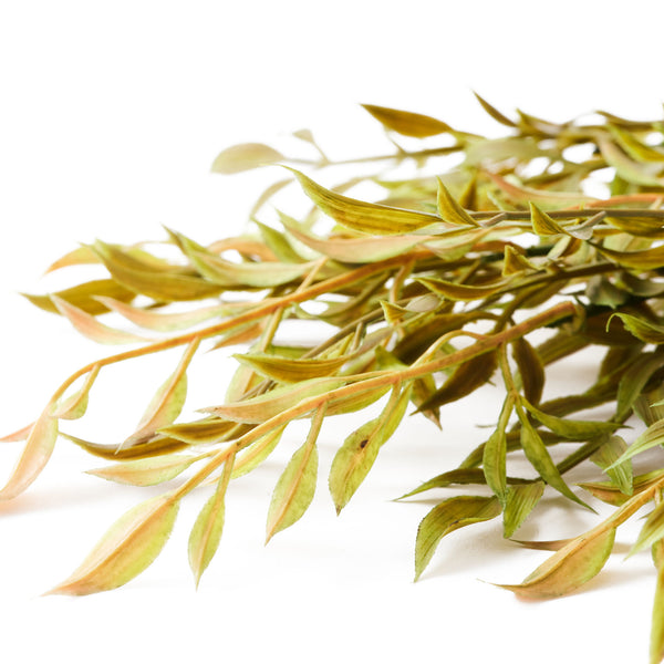 Smilax Willow Leaf Artificial Greenery and Filler 19” Stem