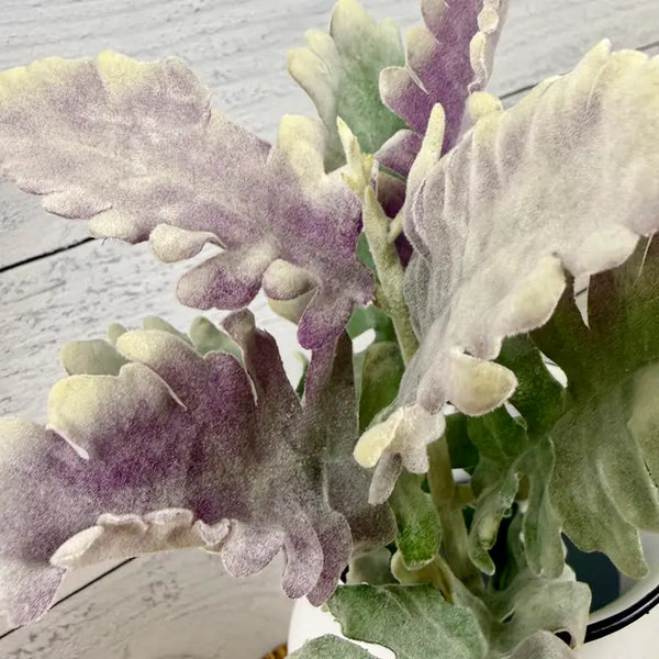 Purple Haze Leafy Dusty Miller | Faux Greenery
