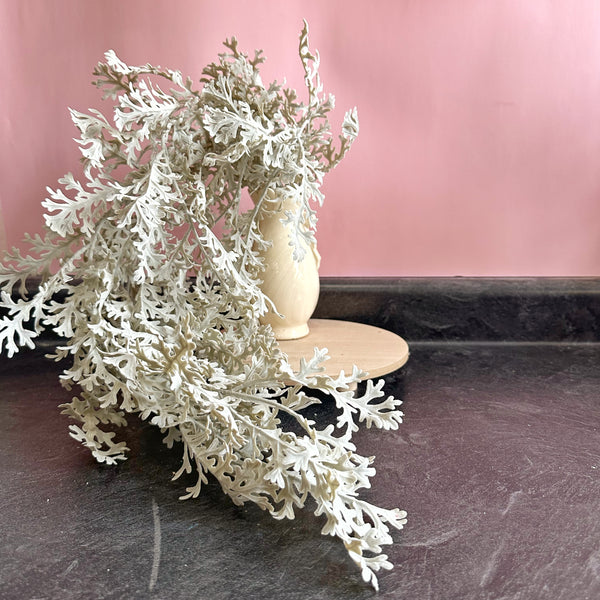 Dusty Miller Lacey Leaf Sage | Artificial Hanging Greenery
