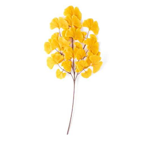 Case of Ginkgo Sunrise Artificial Greenery and Filler 24” Stem - 250 stems