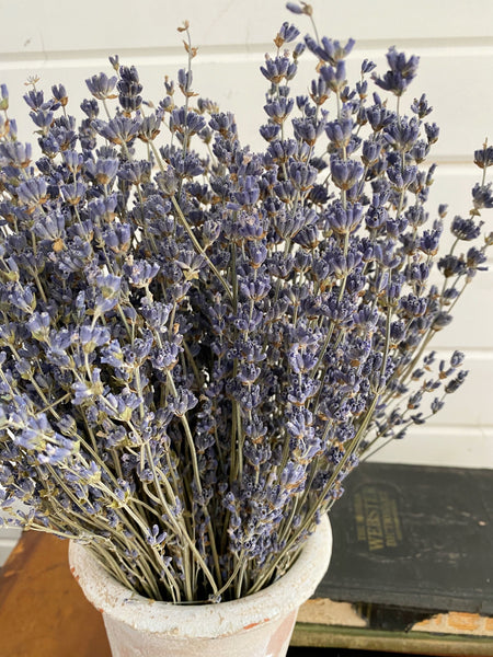 Lavender- Dried/Natural - Old English