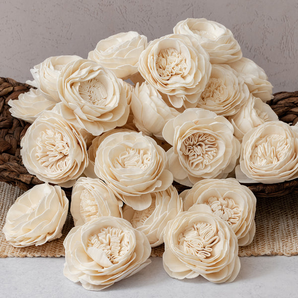 Cabbage Rose - Bulk Wholesale 50 Pack - 3 inches