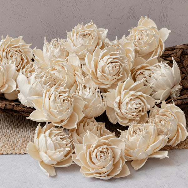 Garden Rose - Bulk Wholesale 50 Pack - 3 inches
