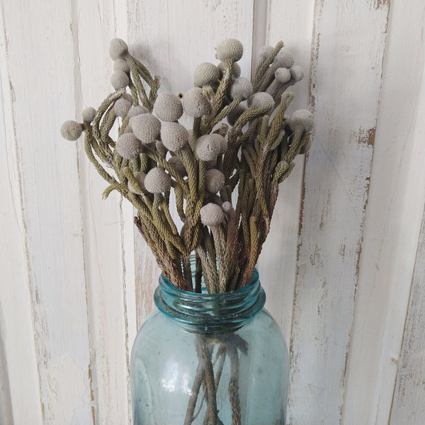 Brunia Albiflora- Dried - 5 oz - sola wood flowers wholesale