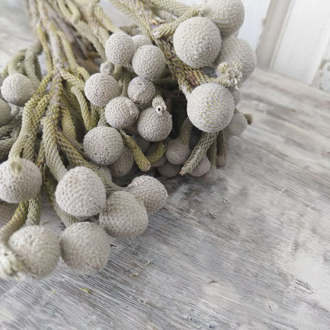 Brunia Albiflora- Dried - 5 oz - sola wood flowers wholesale