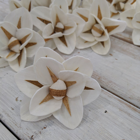North Star- multiple sizes available - sola wood flowers wholesale