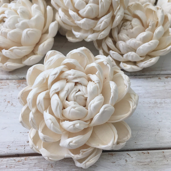 Dazzle - set of 12 - multiple sizes available - sola wood flowers wholesale