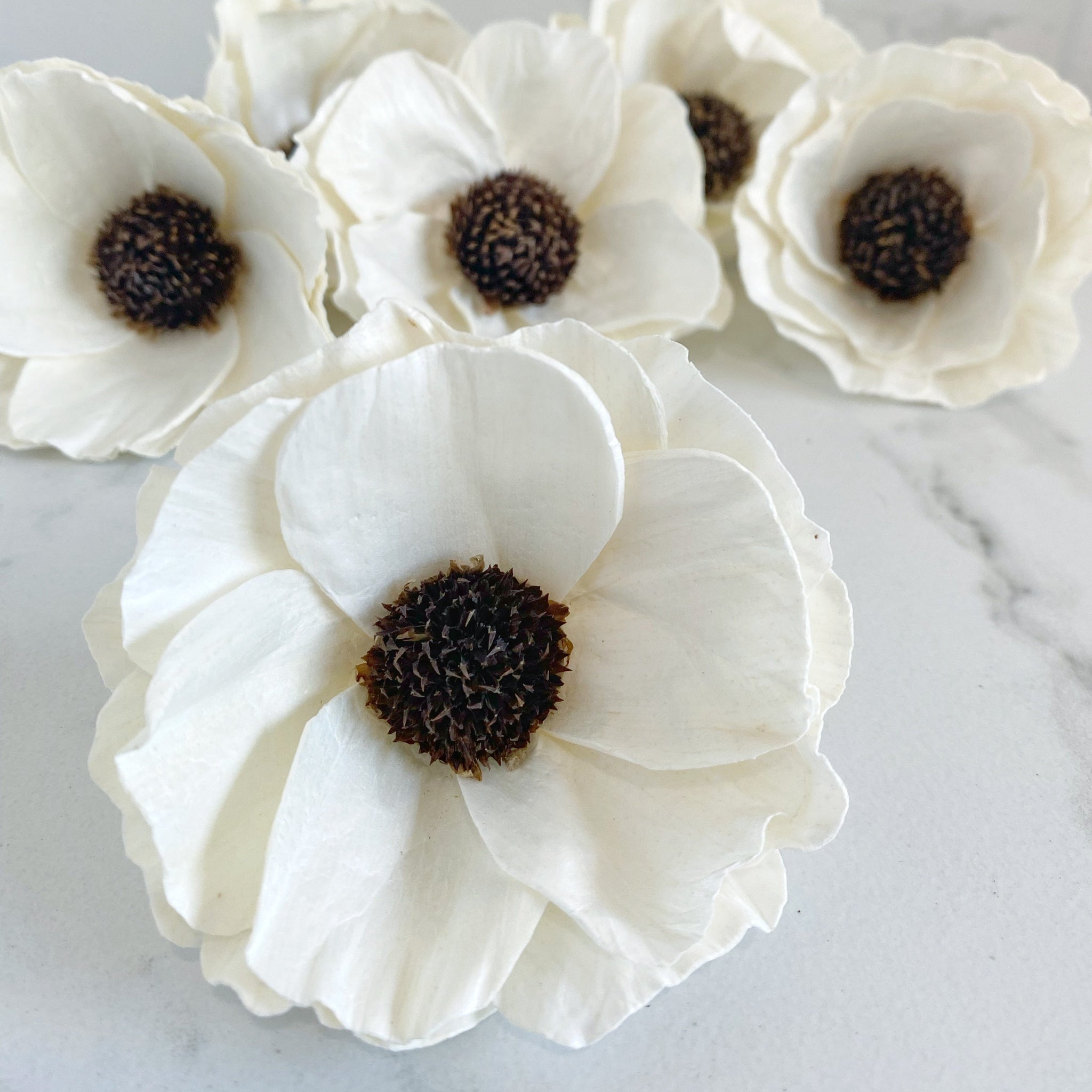 Papaver ™ - set of 6 - 3 inches
