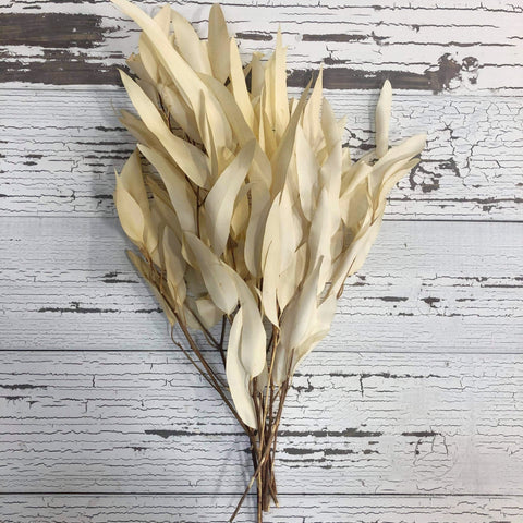 Willow Eucalyptus - Preserved Bleached