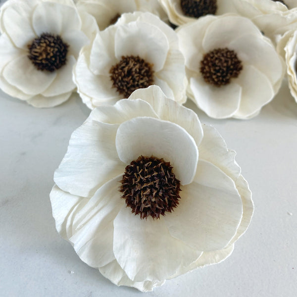 Papaver ™ - set of 12 - 2.5 inches