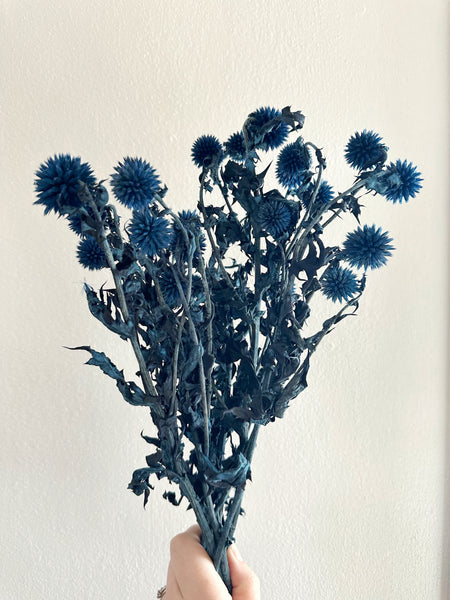 Blue Echinops - Dried -4oz
