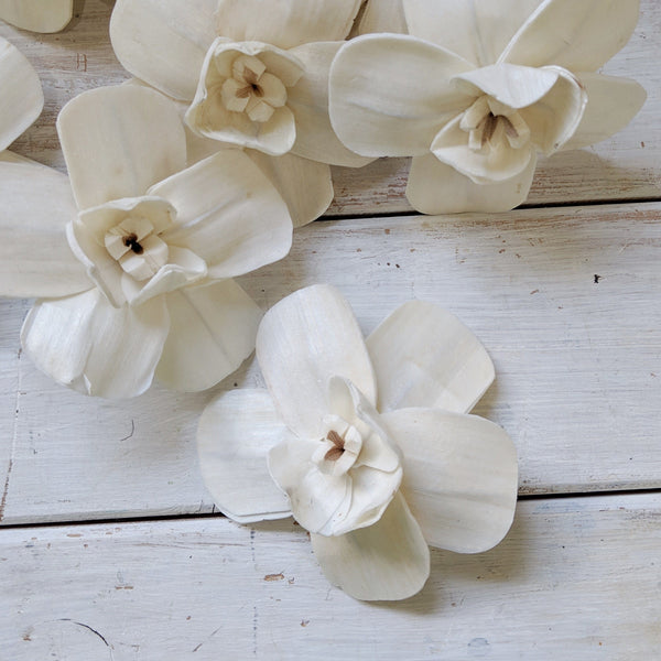Orchid - set of 12 - multiple sizes available