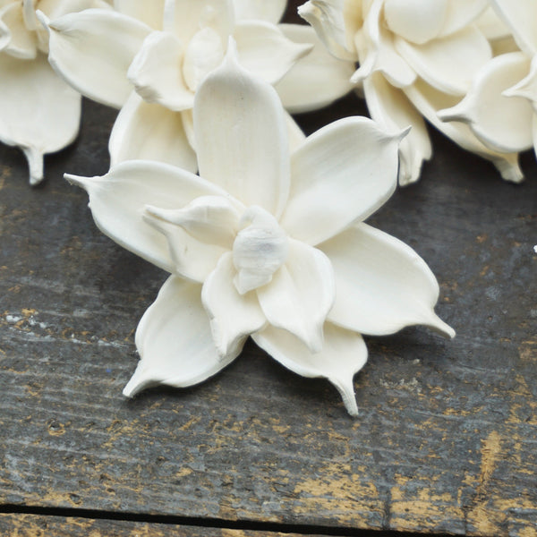 Jasmine - set of 12- multiple sizes available - - sola wood flowers wholesale